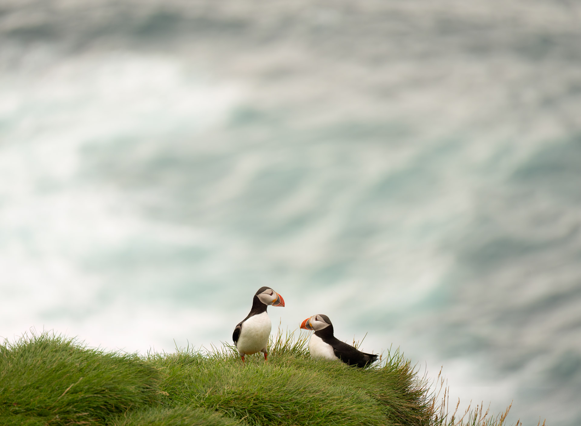 Puffin Moment!